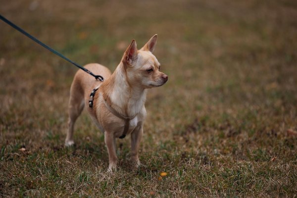 Effektive Strategien zur Reduzierung von Katzenhaaren in Ihrem Zuhause: Tipps und Tricks!